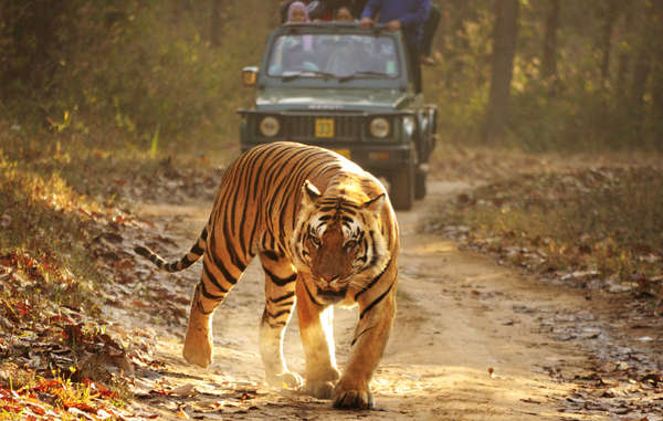 Las autoridades de la India consideran a los tigres una lucrativa atracción turística. © Survival