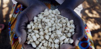BURUNDI: Fears of looming food shortage