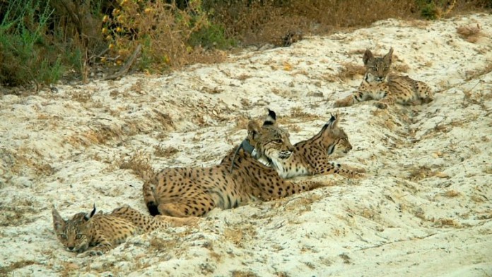 hembra_y_cachorros_donana.jpg