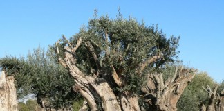 La Fundación Rodríguez de la Fuente apuesta por la protección legal de los olivos centenarios para evitar su venta