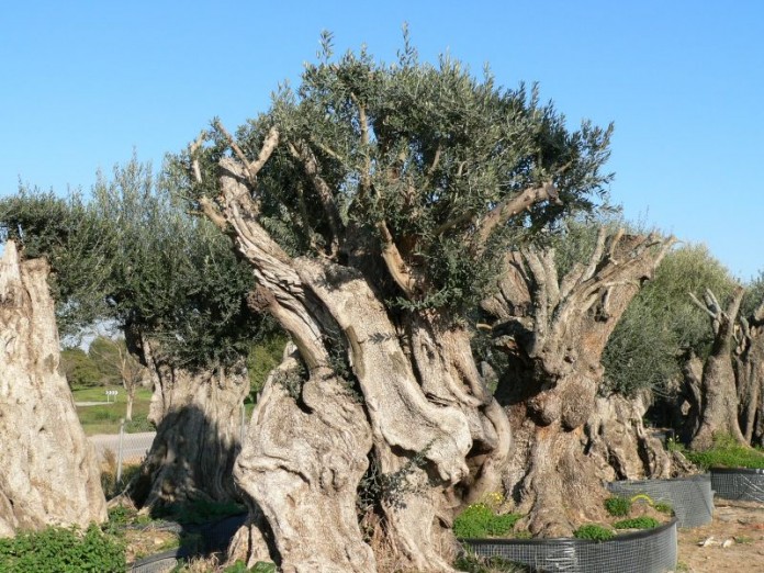 olivos desubicados 2.jpg