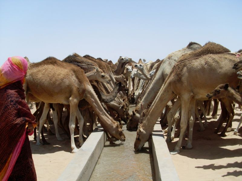 camellos en boulanoir mauritania. foto de loli betancor..jpg