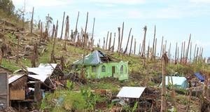Los productores de coco de Filipinas luchan para recuperarse tras el tifón