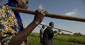 FAO welcomes historic commitment to end hunger in Africa by 2025