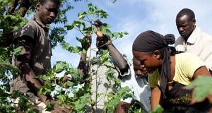 Las nuevas herramientas y la formación de los campesinos revolucionan el manejo de plaguicidas en África Occidental