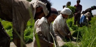 Near East and North Africa countries pledge enhanced cooperation on hunger and nutrition