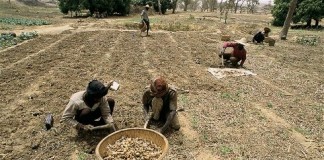 Emerging from crisis, Mali braces for hunger