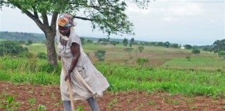 Swaziland’s dry spell upends sunny outlook on food
