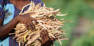 Asia y el Pacifico deben incrementar la producción de alimentos para hacer frente a la demanda futura