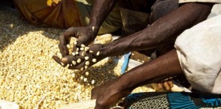 Acción conjunta para evitar una crisis alimentaria en la República Centroafricana