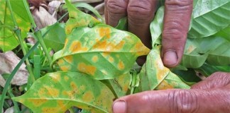 Nicaragua: una plaga de roya en los cultivos de café pone en riesgo la seguridad alimentaria de 90.000 familias