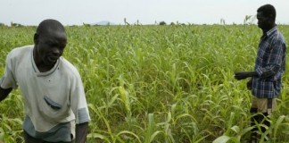 New support to tackle dire food security situation in South Sudan