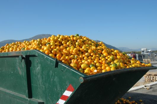 530_oranges.jpg