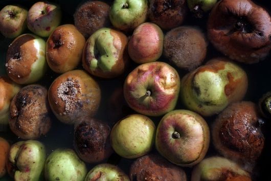 530_rotten apples.jpg