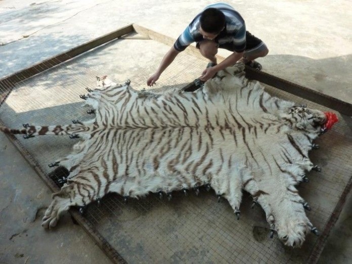 tiger-skin-being-processed-at-xia-feng-c-eia-700x525.jpg
