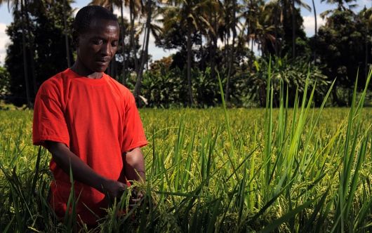 530_climate-smart-tanzania.jpg
