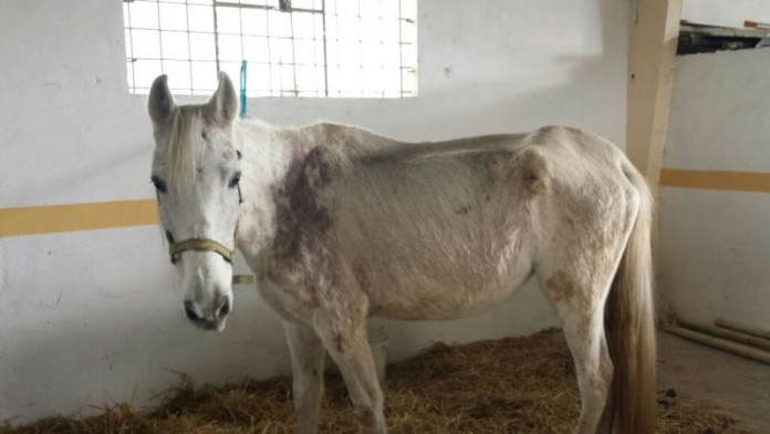 caballo del centro hipico cobar, okendo.jpg