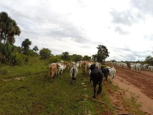 201898_cattle_grazing_on_el_porvenir_.jpg