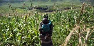 África austral: la fuerte caída prevista de la producción de maíz genera inquietud sobre la seguridad alimentaria
