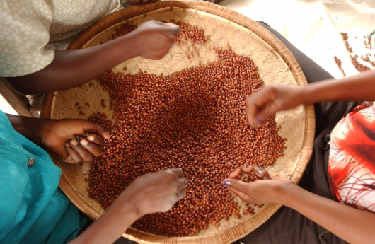 530_beans_haiti_©FAO_Giuseppe Bizzarri