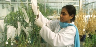 La FAO publica nuevas directrices sobre la conservación y uso de los recursos genéticos del planeta