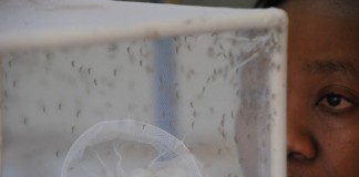 humania Mosquitos en un laboratorio. La lucha contra la propagacion del virus del zika requiere eliminar el agua estancada que sirve a los insectos para reproducirse