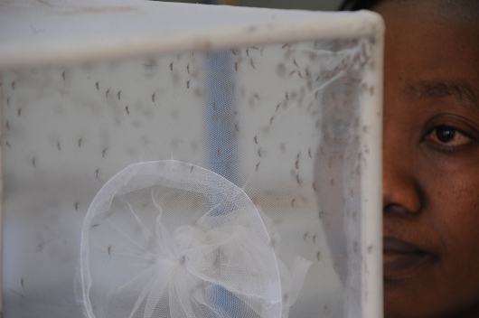 humania Mosquitos en un laboratorio. La lucha contra la propagacion del virus del zika requiere eliminar el agua estancada que sirve a los insectos para reproducirse