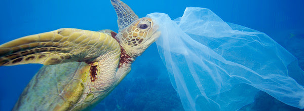 Underwater image of a turtle with plastic on his head.
